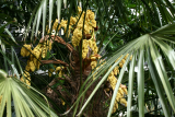 Trachycarpus fortunei RCP5-2014 230.JPG